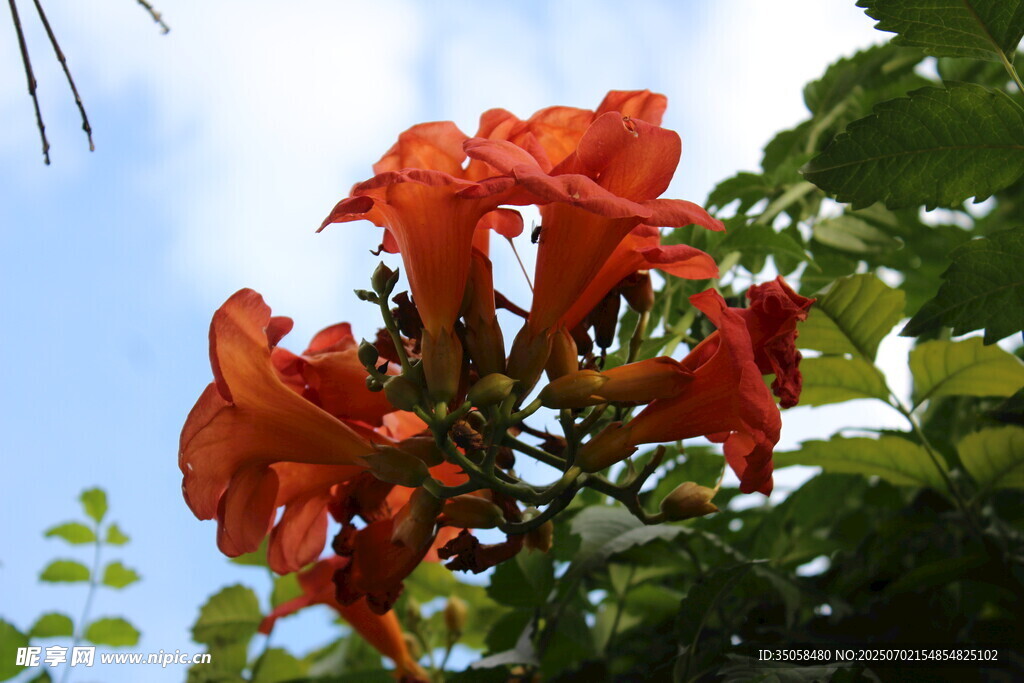 凌霄花  