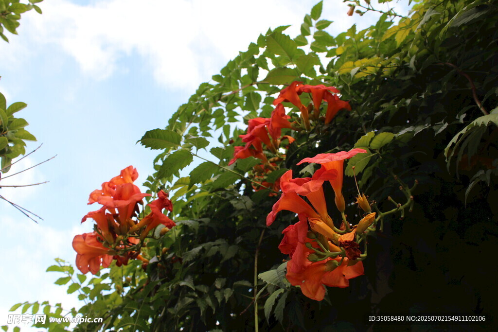 凌霄花  