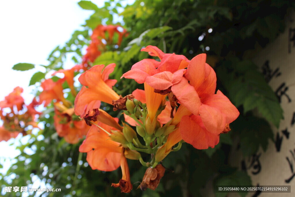 凌霄花  
