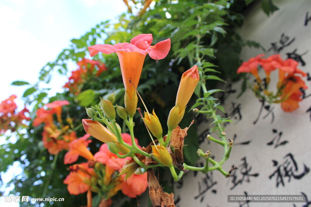  凌霄花