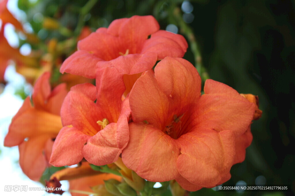 凌霄花 
