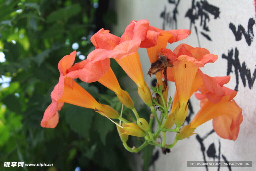 凌霄花  