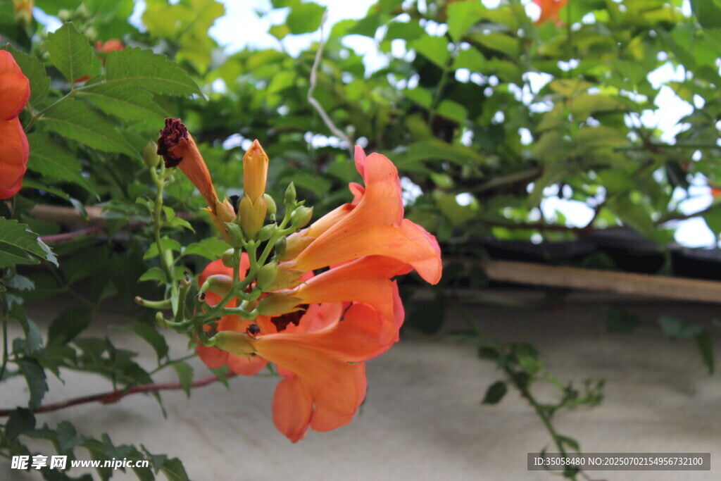 凌霄花 