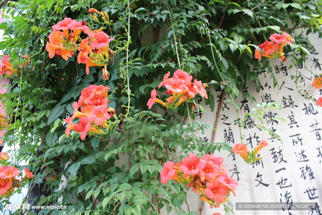 凌霄花 