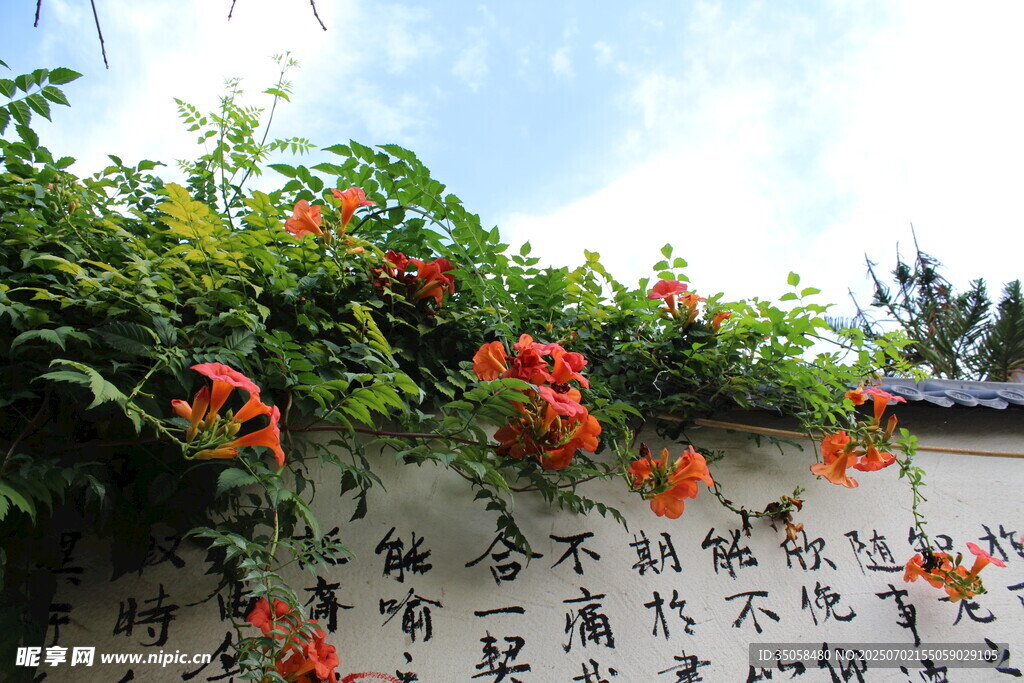 凌霄花 