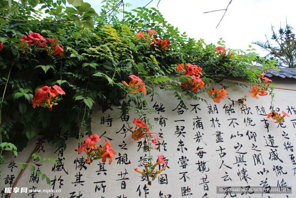 凌霄花  