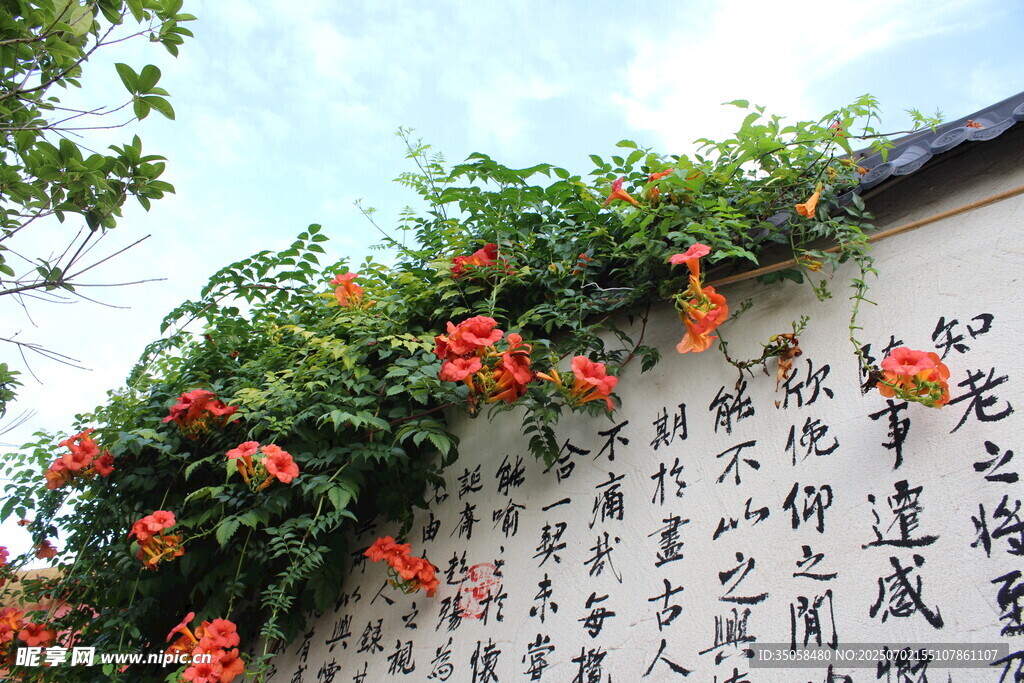 凌霄花 