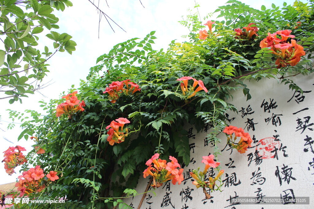 凌霄花  