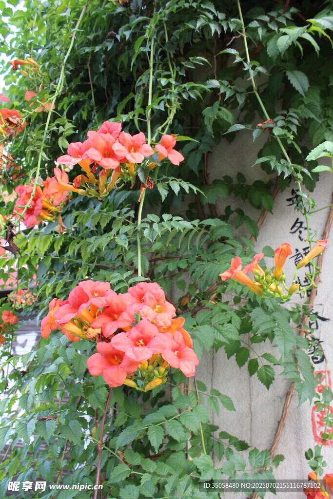  凌霄花
