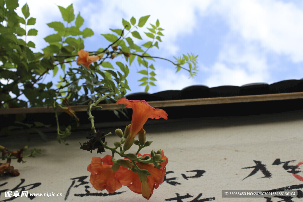 凌霄花  