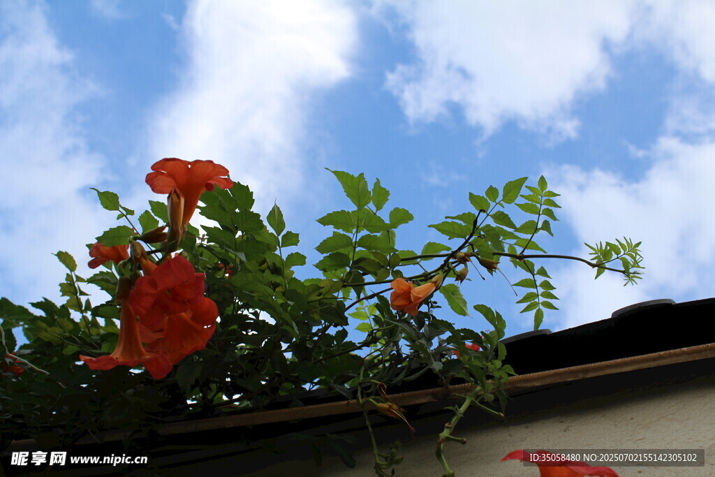 凌霄花  