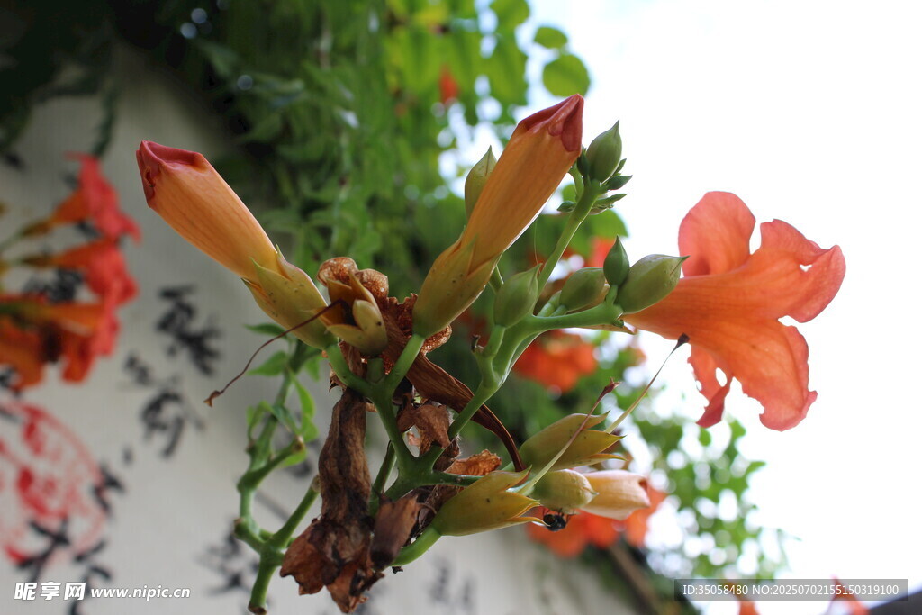 凌霄花 
