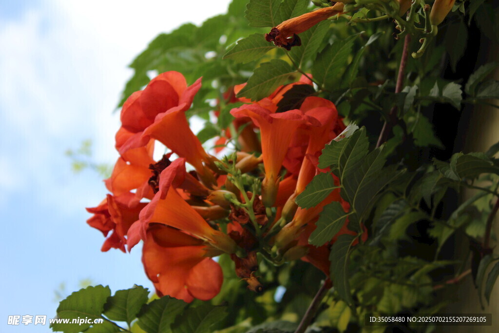 凌霄花  