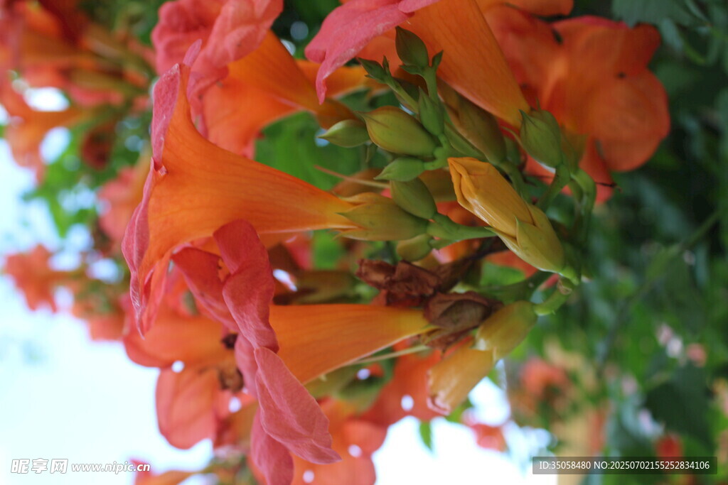 凌霄花  
