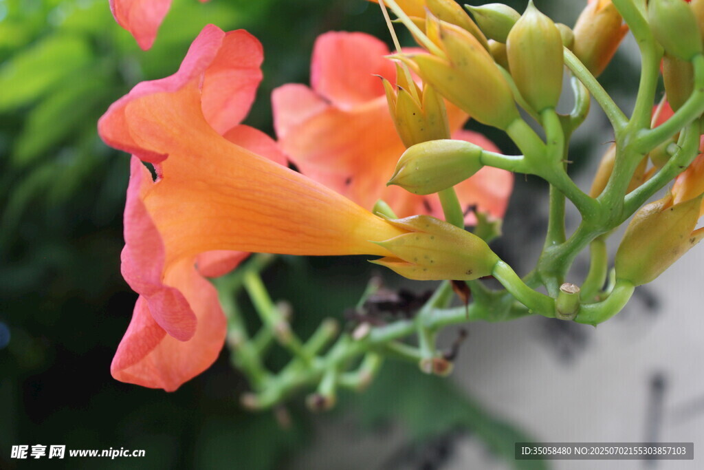 凌霄花  