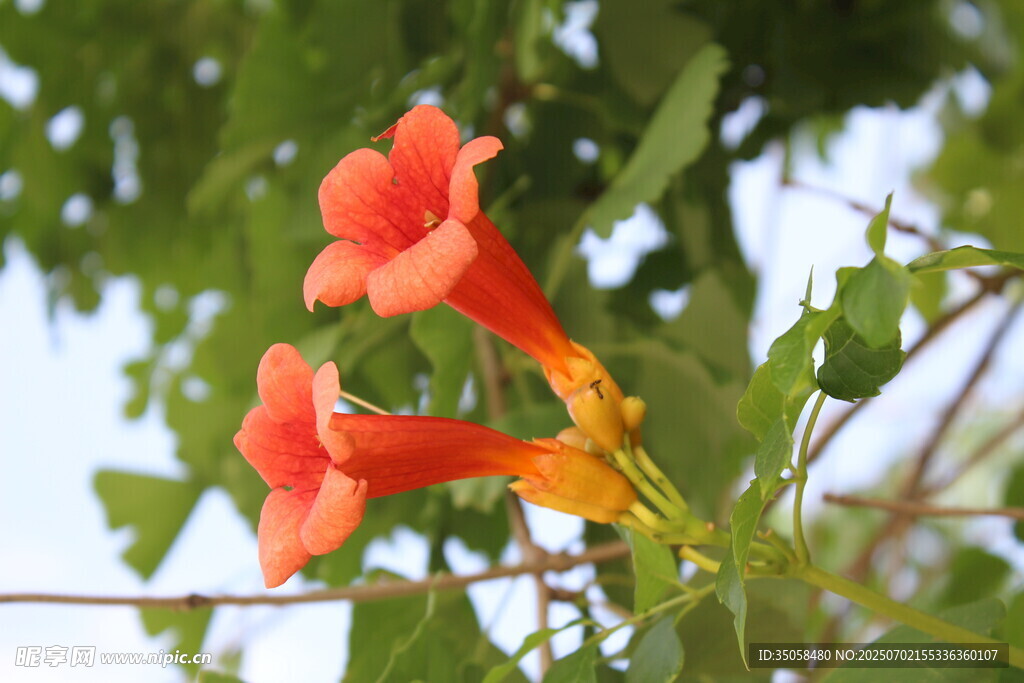 凌霄花  