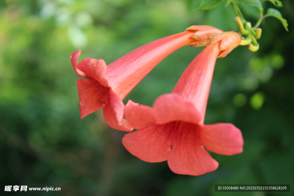  凌霄花