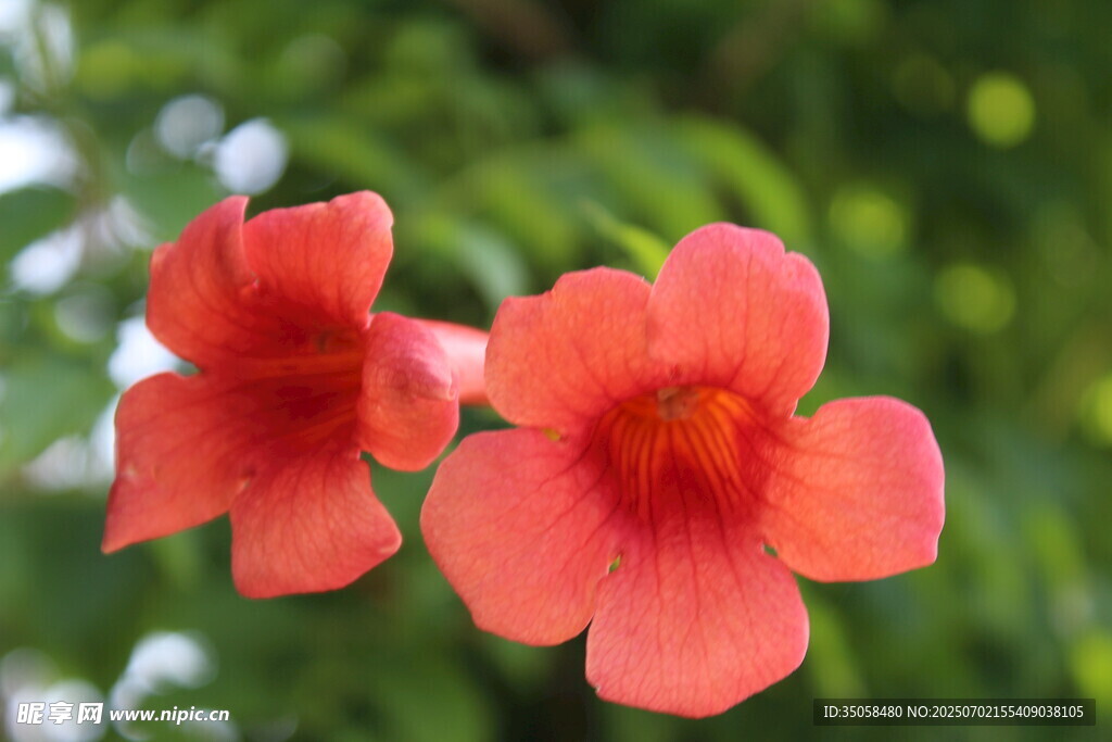 凌霄花  