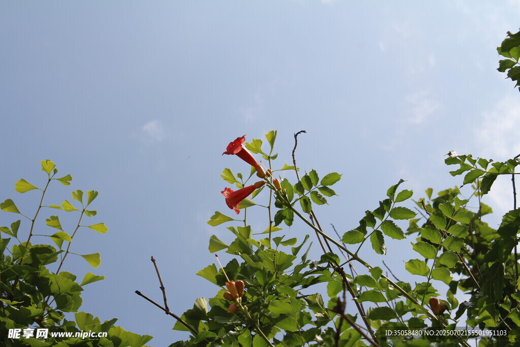 凌霄花 