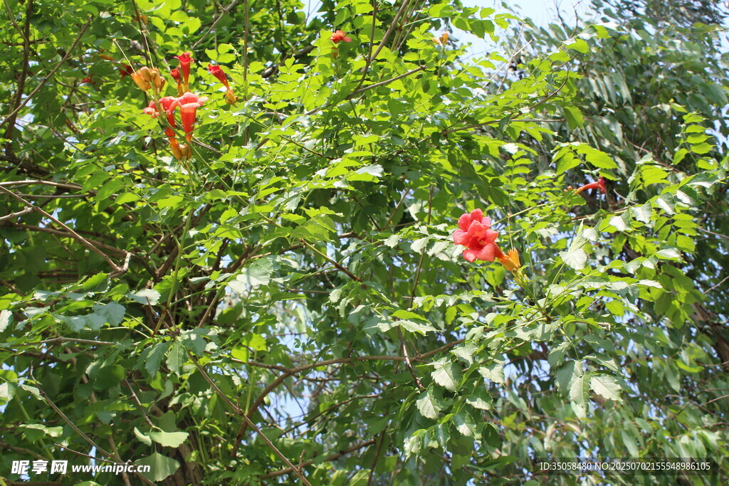 凌霄花 
