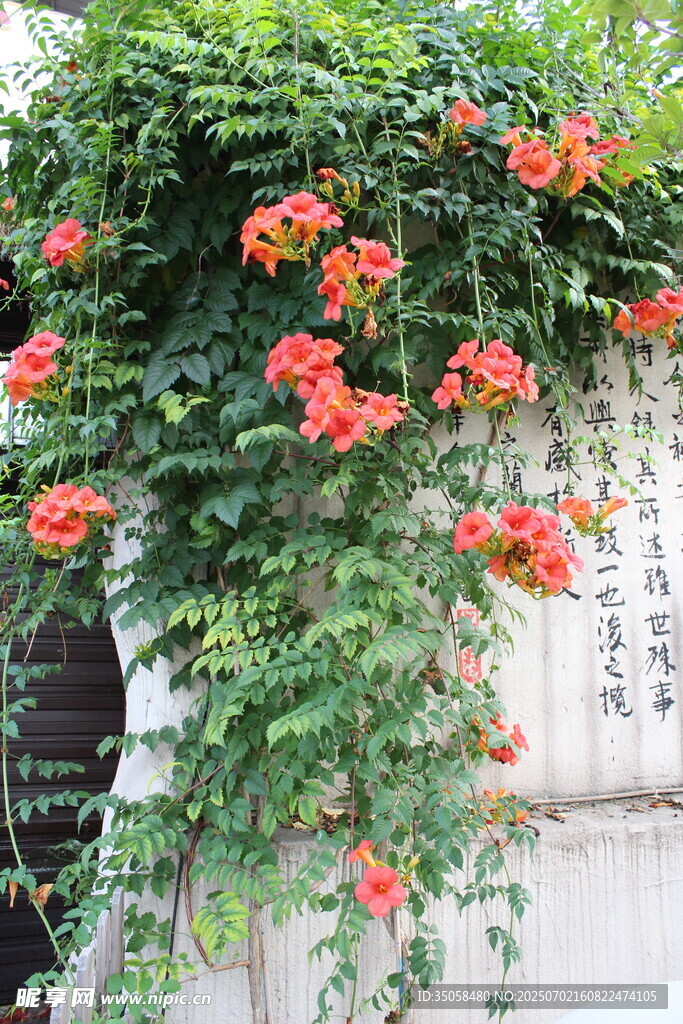 凌霄花 