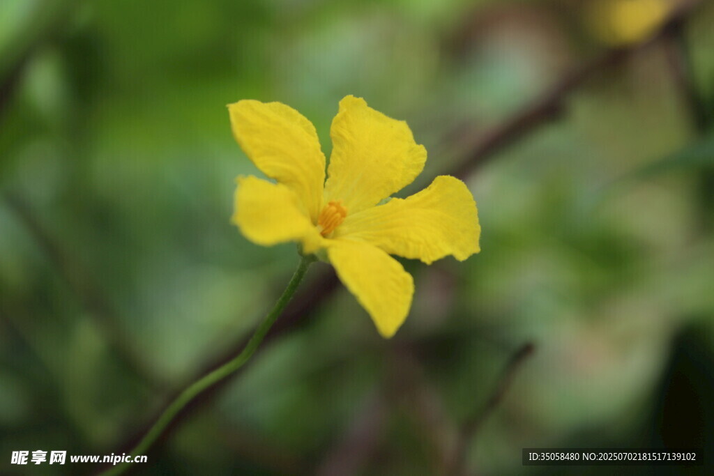  苦瓜花  