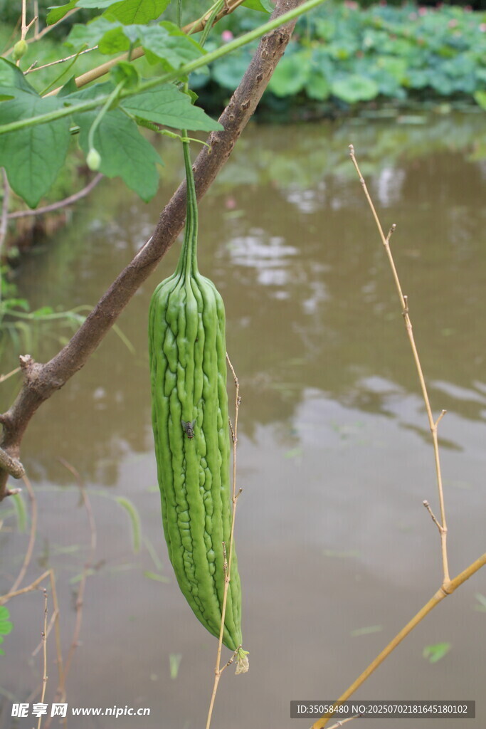 苦瓜