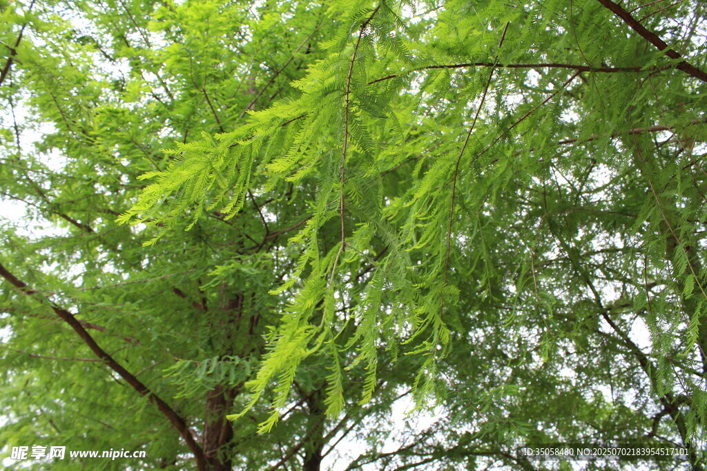 水杉