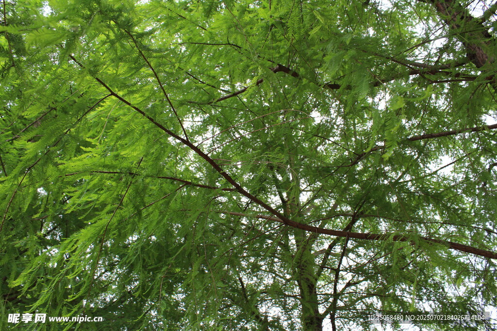 水杉
