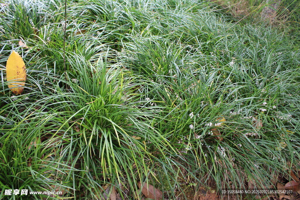 沿阶草 