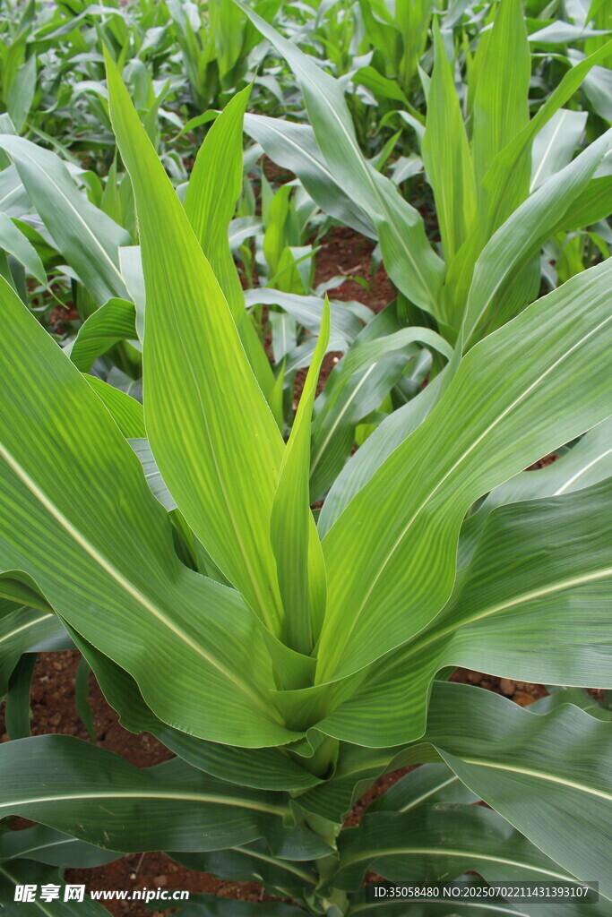 玉米植株  
