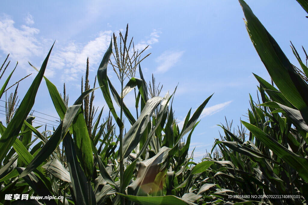 玉米植株  