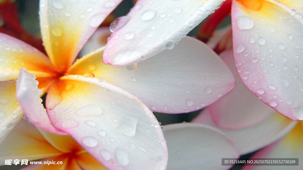 娇艳鸡蛋花