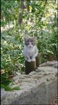石上猫咪