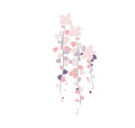 藤曼花