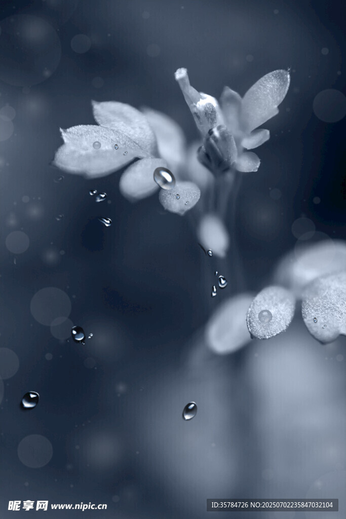 雨中晶莹叶片与水滴