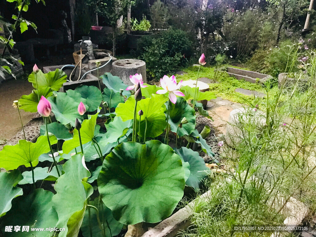 池塘荷花美景