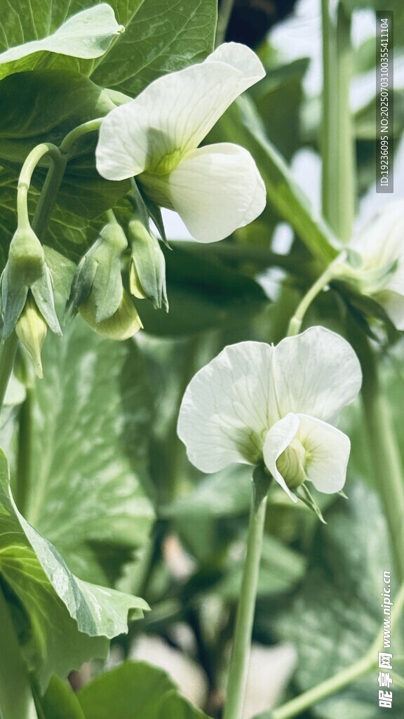 豌豆花