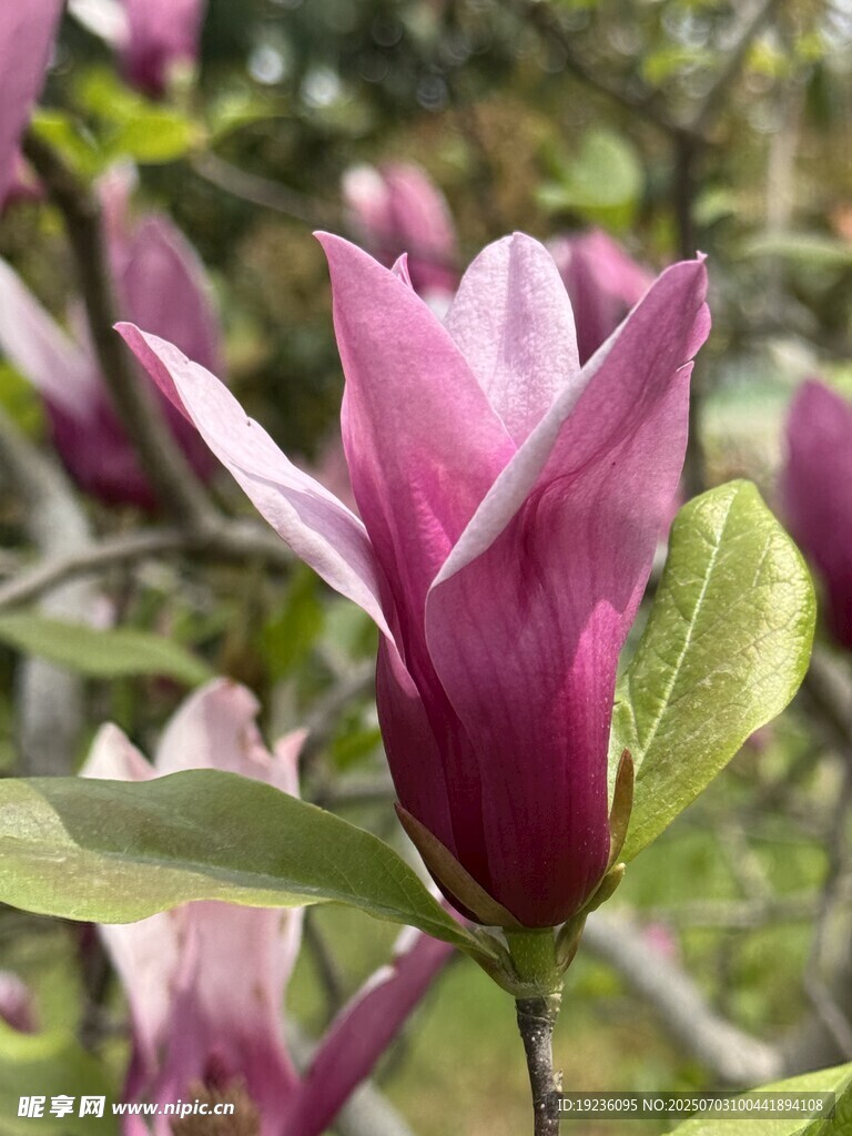 红玉兰