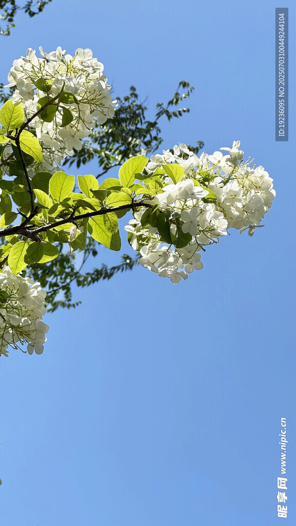木绣球