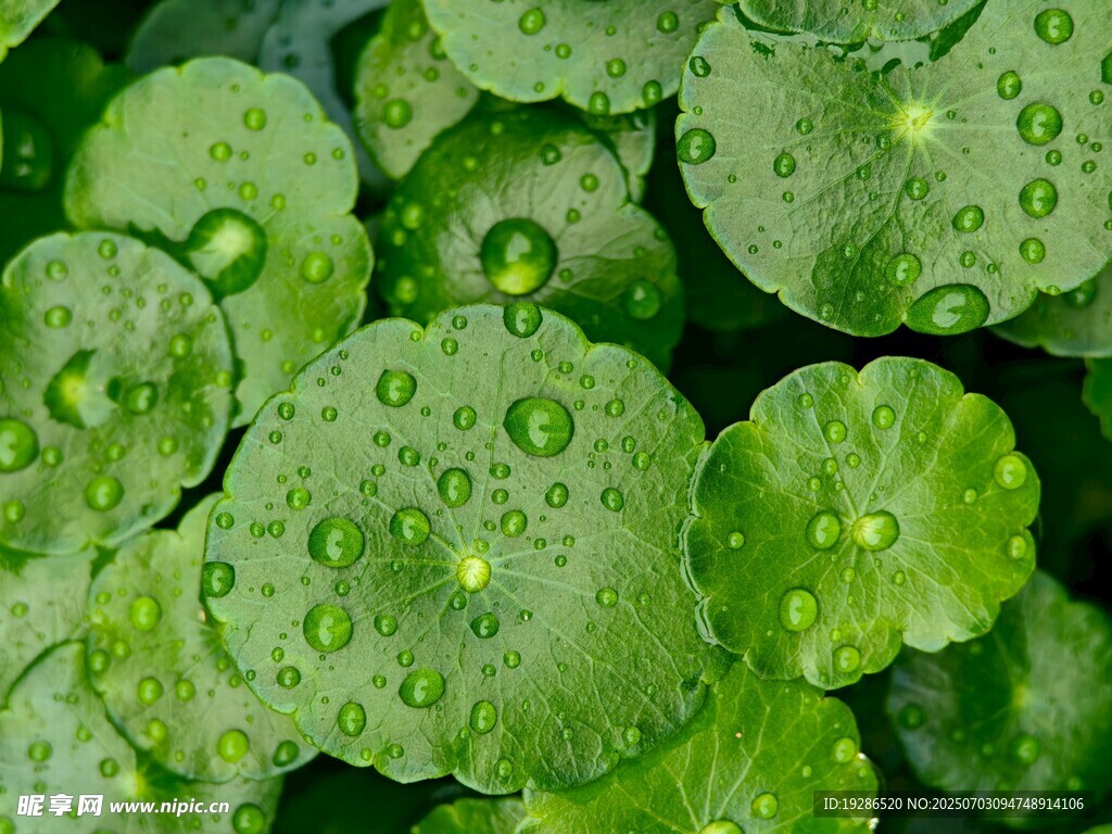 清晨 雨后 铜钱草 壁纸