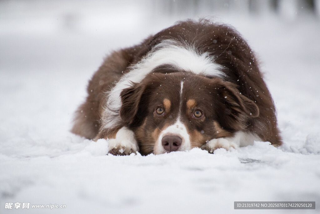 雪地中趴着的牧羊犬