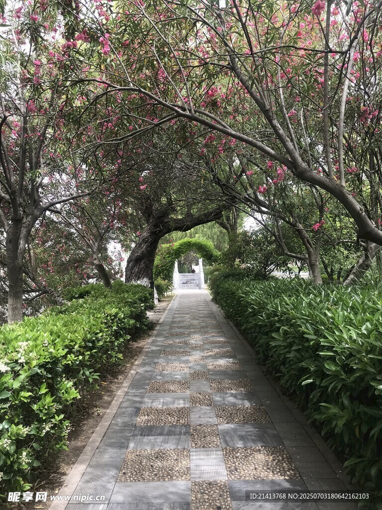 春日林荫小道美景