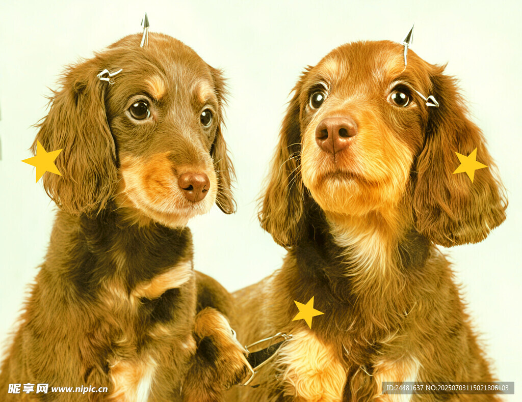 可爱双犬头顶星星萌态
