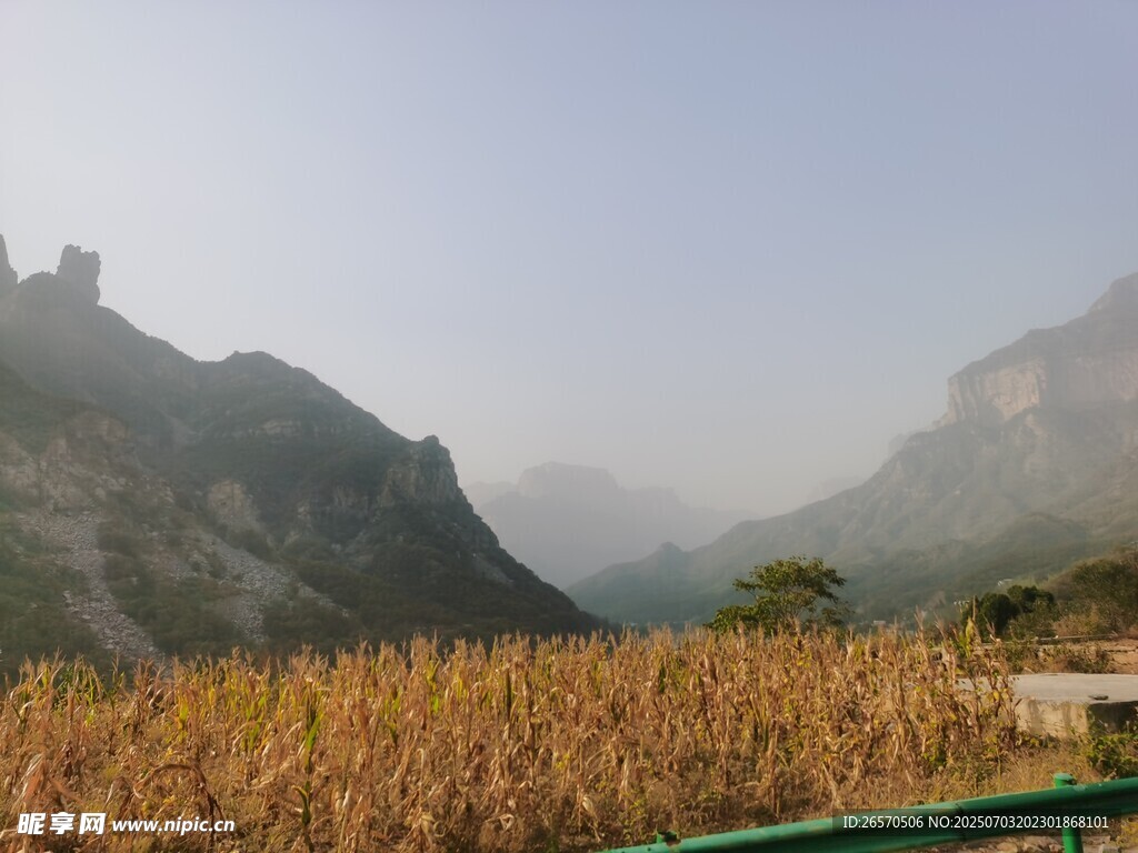 山间金黄玉米地美景