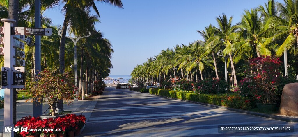 椰树成排的美丽道路