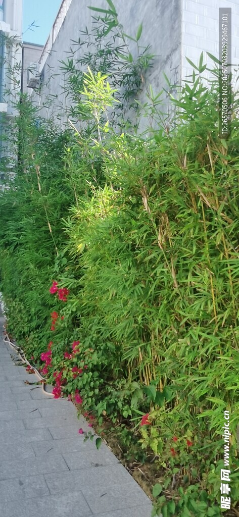 路边葱郁绿植景观