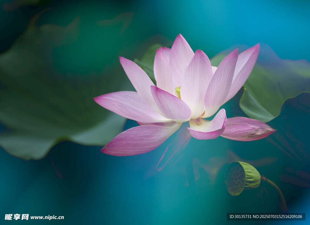 荷花