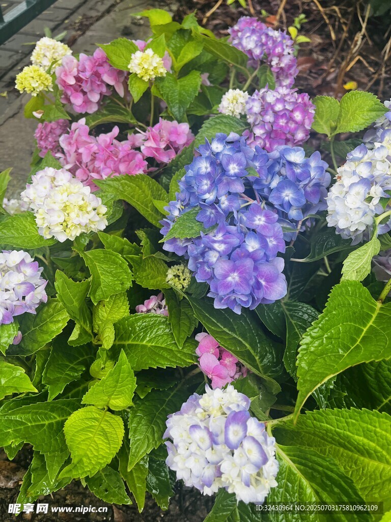 多彩绣球花绽放 花 紫色