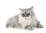 银灰长毛猫优雅趴卧